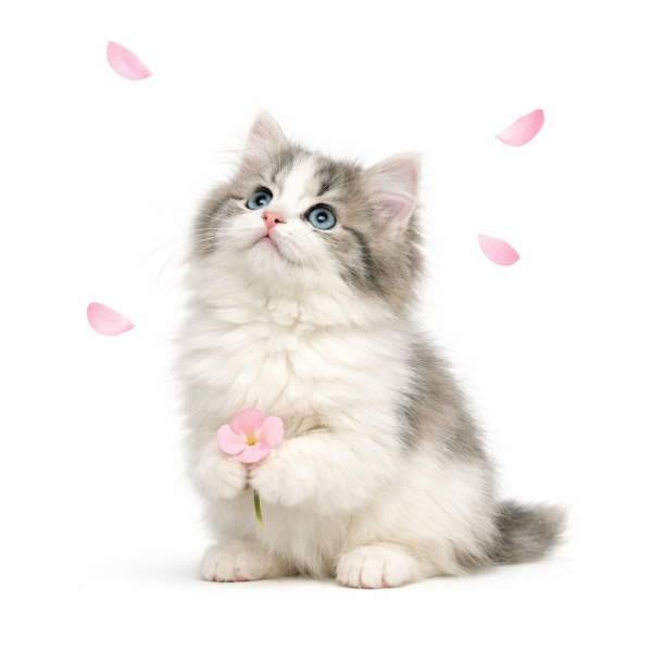 a kitten watching faling flower  peetals